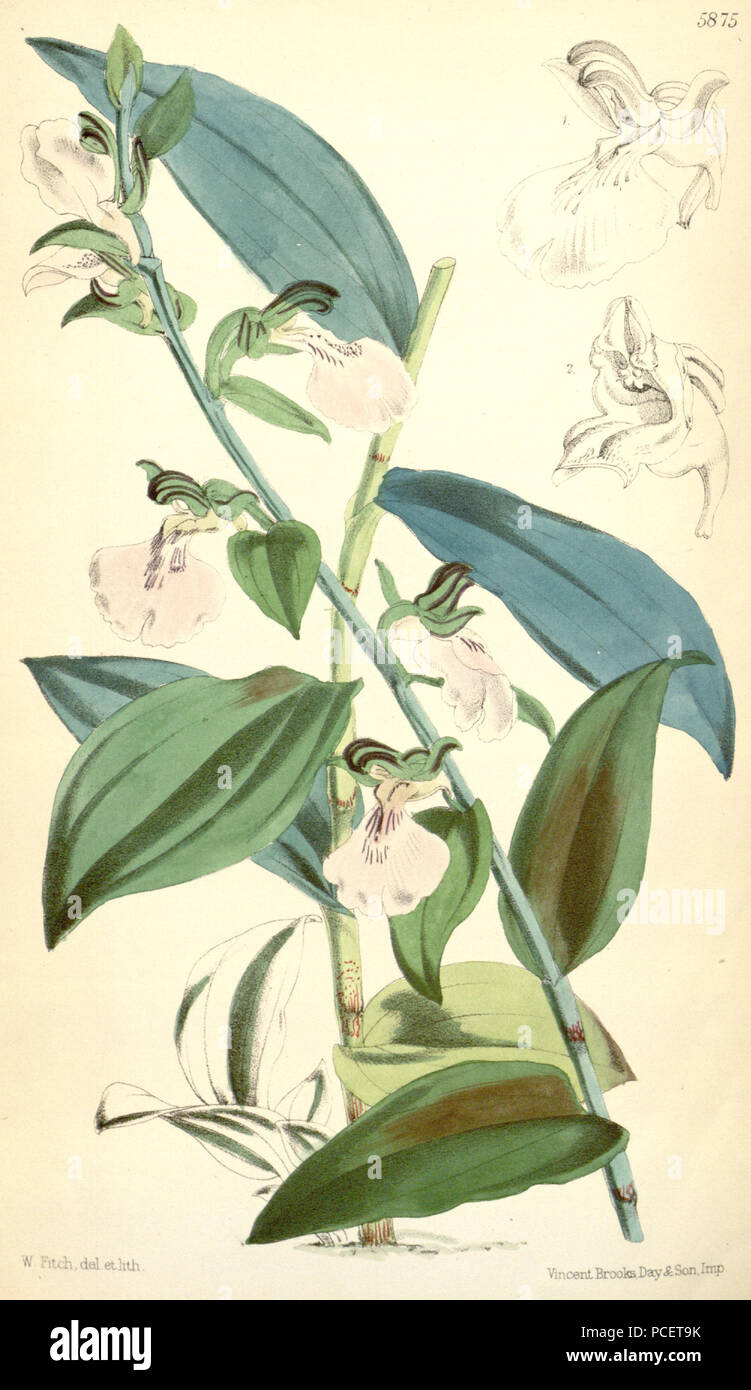 96 Brachycorythis macrantha (as syn. Eulophia helleborina) - Curtis' 96 (Ser. 3 no. 26) pl. 5875 (1870) Stock Photo