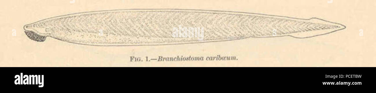 96 Branchiostoma caribaeum Stock Photo