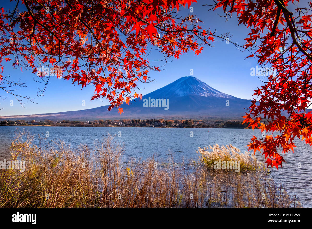 Snow-capped Mount Fuji (Fujisan, 富士山) with autumn foliage from Lake Kawaguchi (Kawaguchiko, 河口湖) at Oishi Park (大石公園), Chubu Region, Japan. Stock Photo