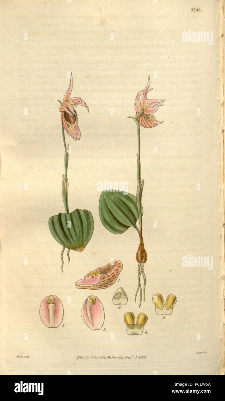 Calypso borealis hires stock photography and images Alamy