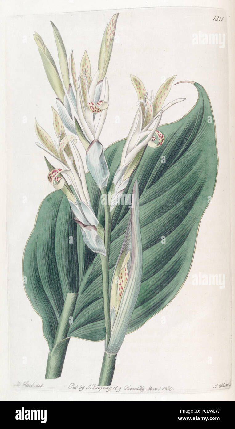 Lagunensis hi-res stock photography and images - Alamy