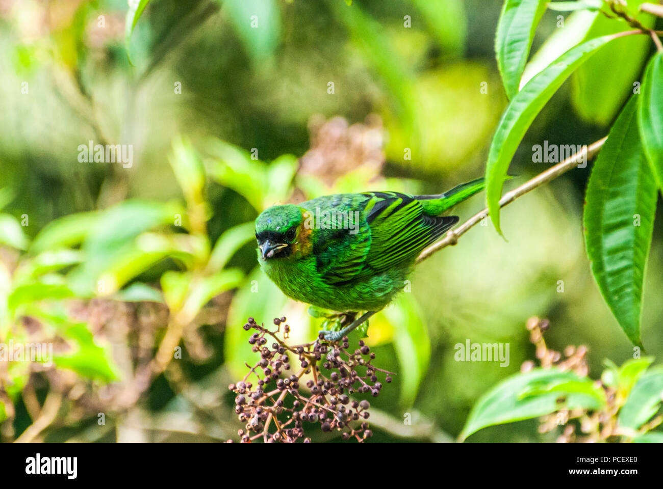 Juvenile Red-necked Tanager feeding on small berries Stock Photo