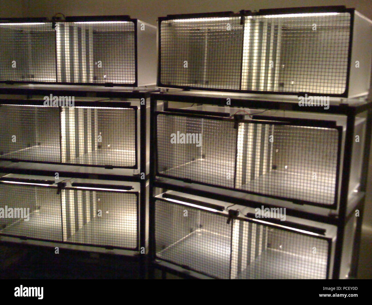 140 Conditioned Place Preference Apparatus Stock Photo