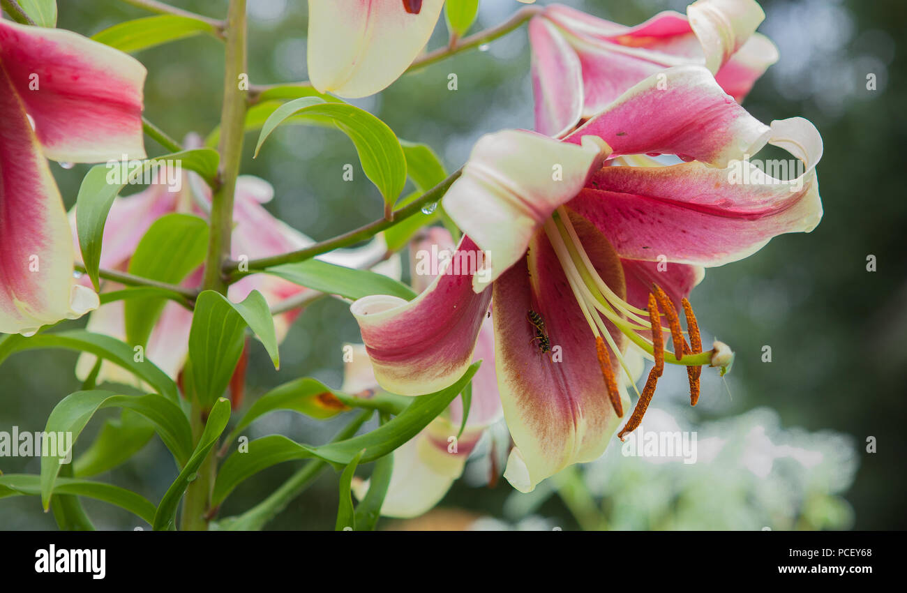 pink lily close-up and bee. A pink rain lily flower with tiny bees ...
