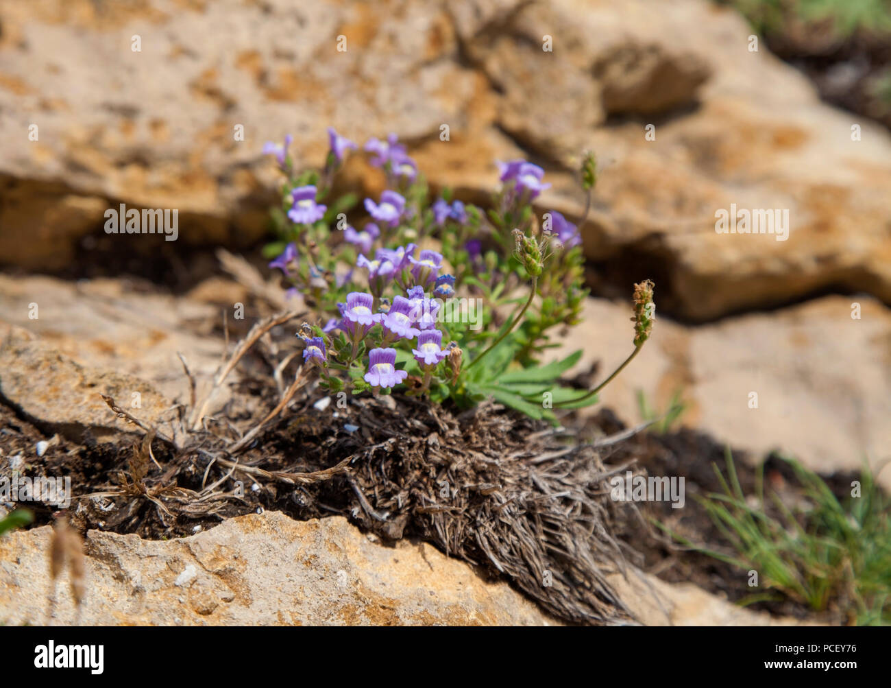 flora of Cantabria - Chaenorhinum origanifolium, fairy snapdragon Stock Photo