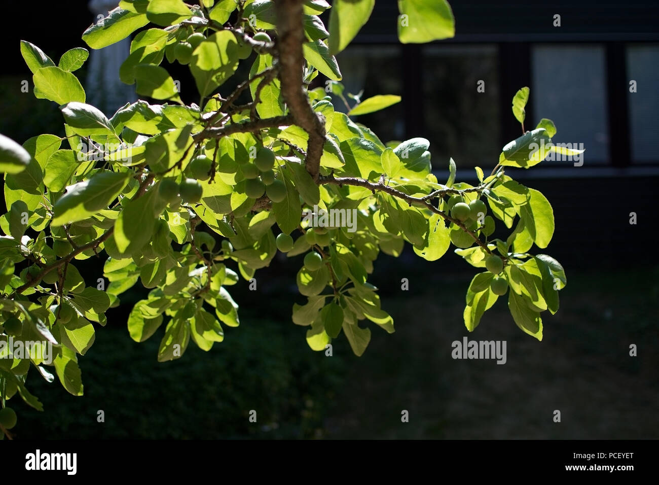 Plum tree green leafy branches closeup in a garden in Sweden in July Stock Photo