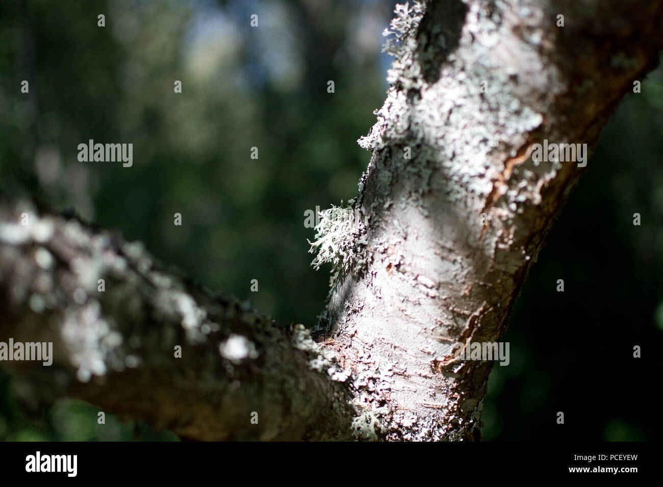 White lichen on a plum tree in Stockholm, Sweden in July Stock Photo