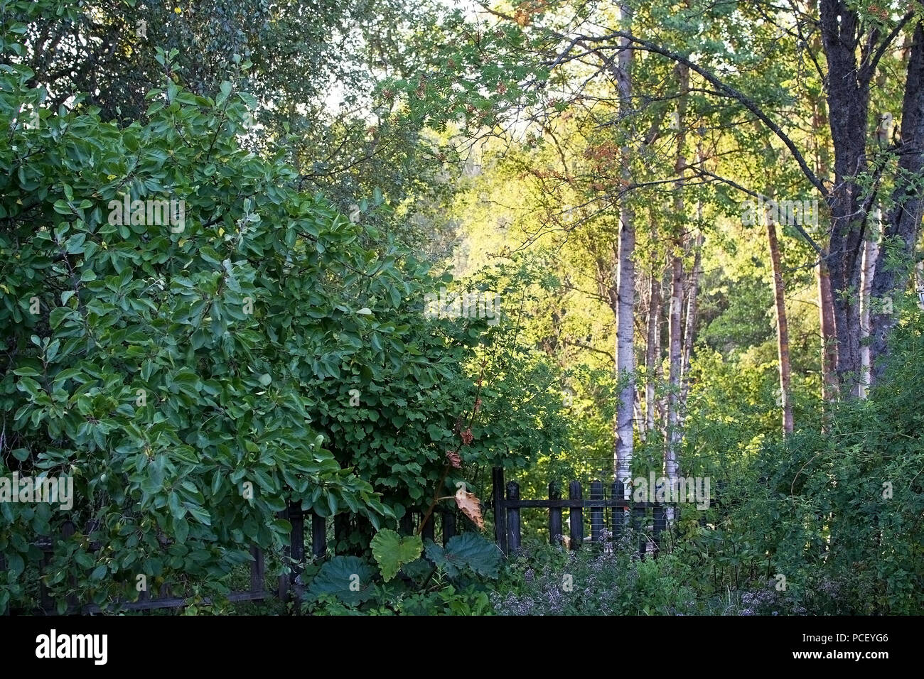 Evening sunlight in the fresh green foliage of birch trees in a garden Sweden in July. Stock Photo