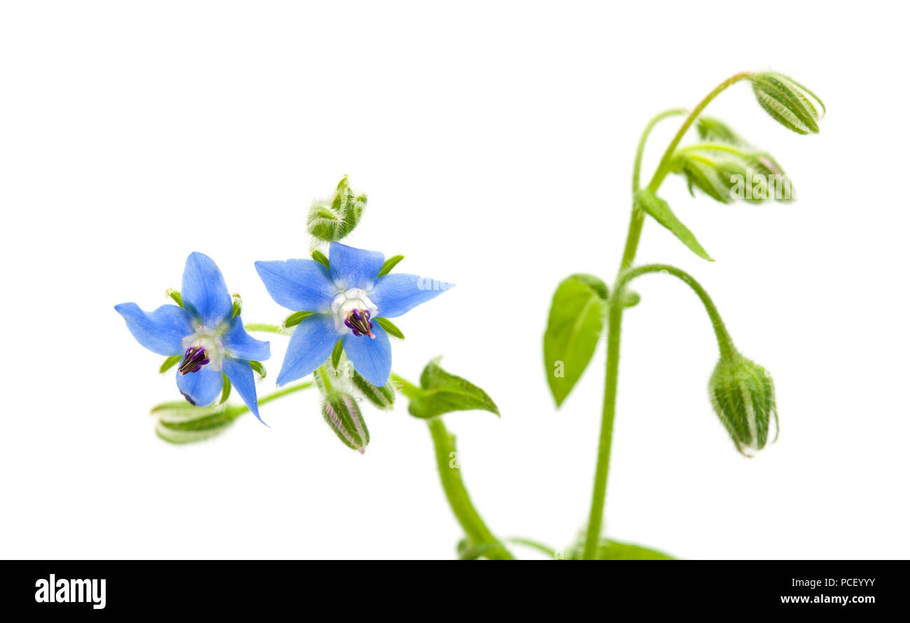 blue flowers of borage isolated on white background Stock Photo