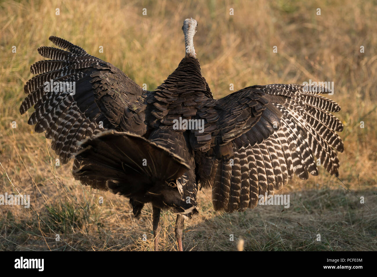 Springfield Oregon Turkeys Wild turkey hen with wings spread in the Cascade Siskiyou National ...