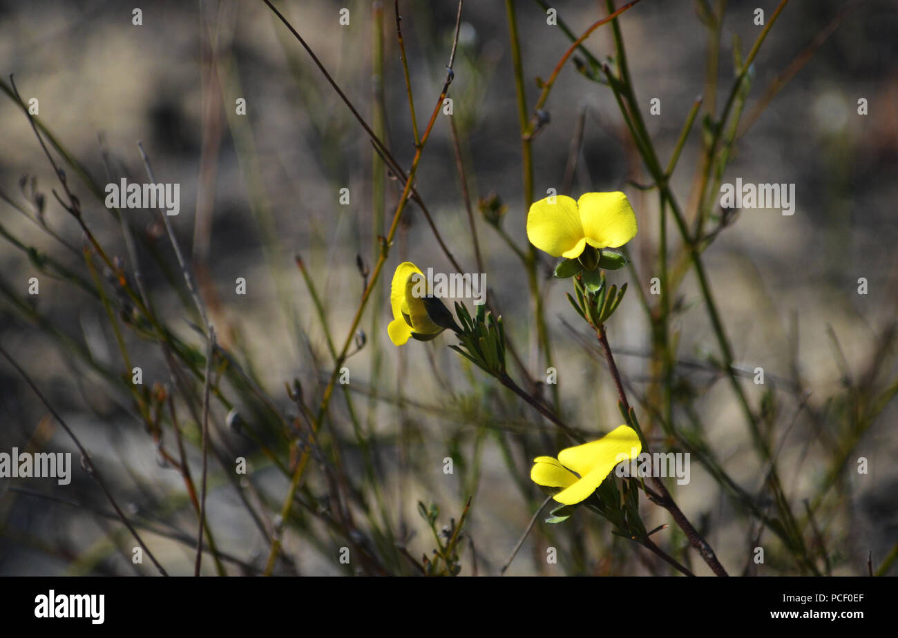 Yellow flowers of the Australian native Dainty Wedge Pea, Gompholobium glabratum, in heath on the Little Marley fire trail, Royal National Park Sydney Stock Photo