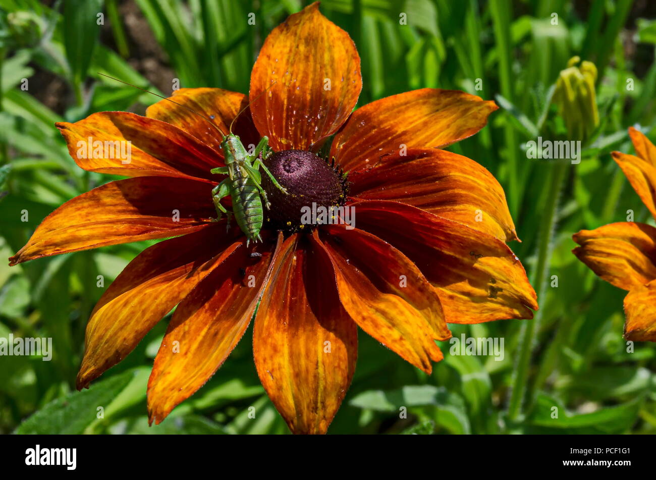 Bloom of Rudbeckia or rudbekia fulgida, Goldstrum, yellow orange coneflower  with beauty green grasshopper in garden, district Drujba, Sofia, Bulgaria  Stock Photo - Alamy