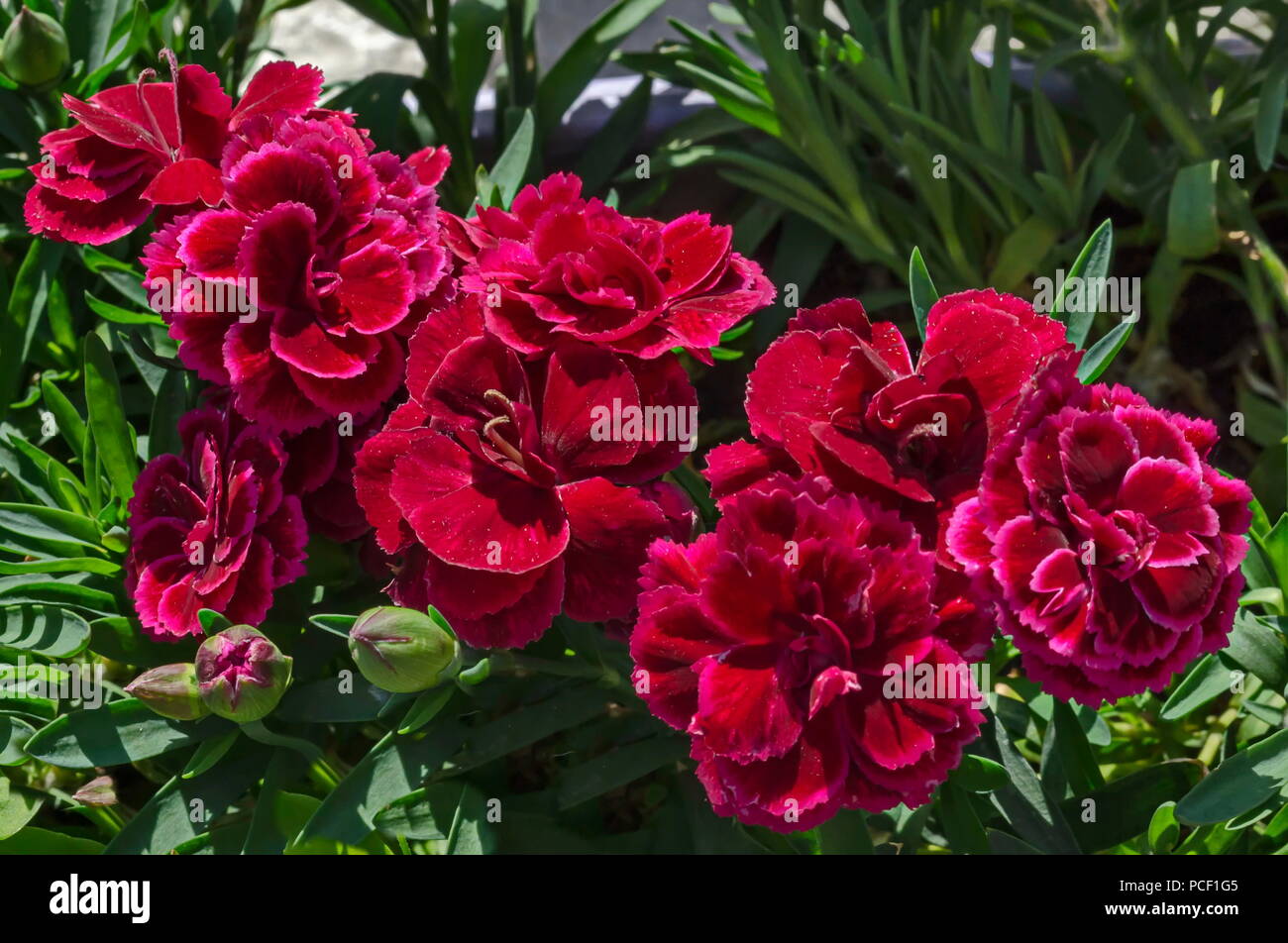 Carnation and rose hires stock photography and images Alamy