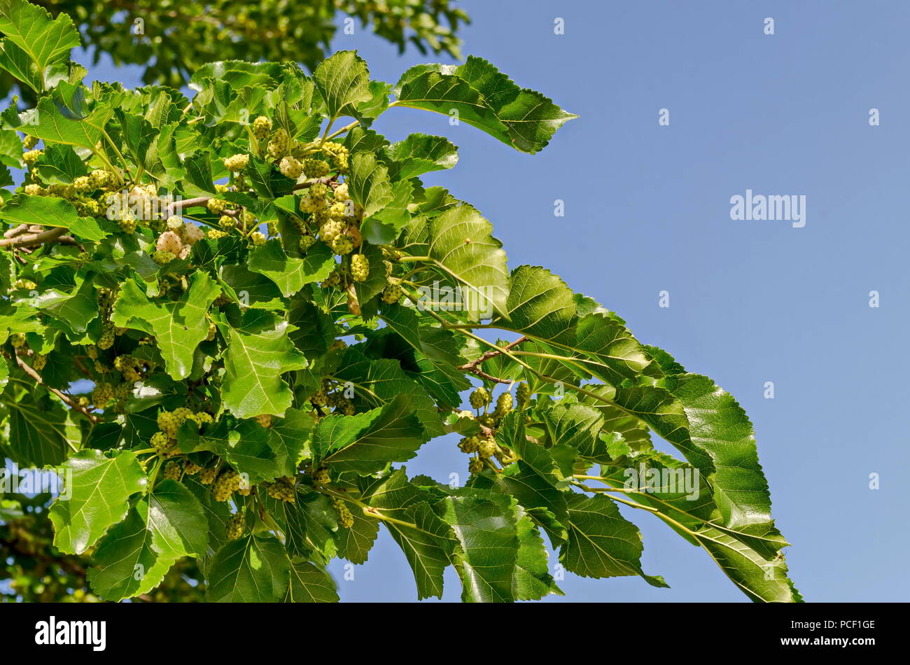 Branch with ripe and unripe fruits of White mulberry or Morus alba tree in garden, district Drujba, Sofia, Bulgaria Stock Photo