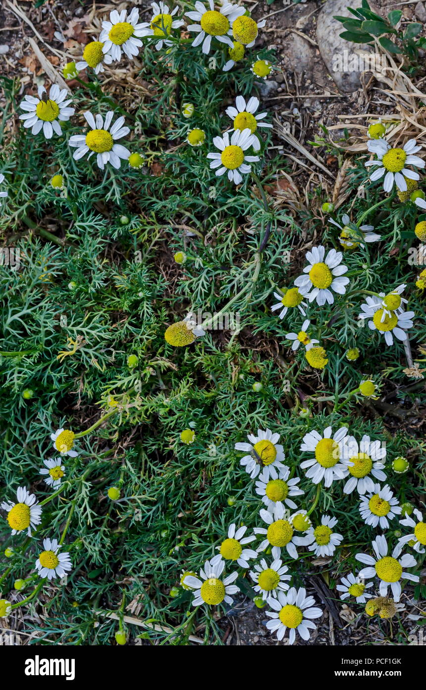 Matricaria recutita white flower yellow hires stock photography and — free download