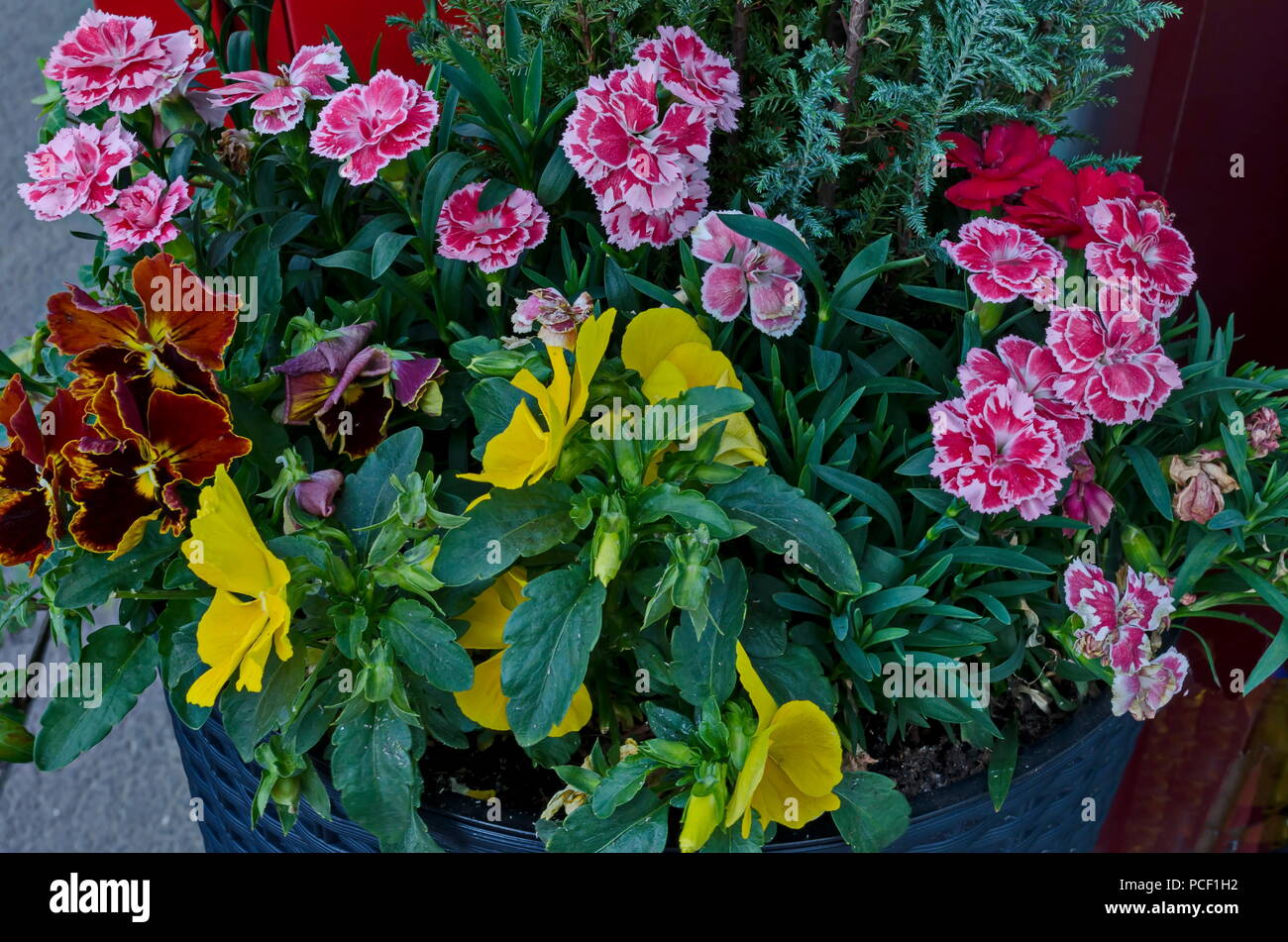 Clay pot with different spring flowers close up for balcony, district Drujba, Sofia, Bulgaria Stock Photo