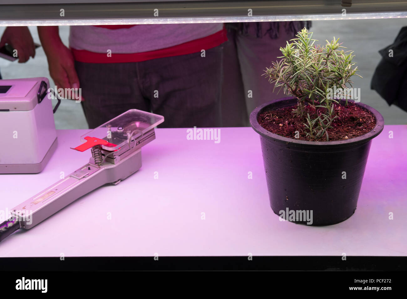 plant growing in smart indoor farm with artificial led light. spectrum