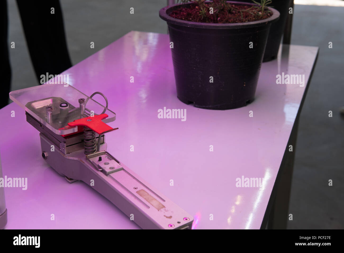 plant growing in smart indoor farm with artificial led light. spectrum phyto lamp for seedling