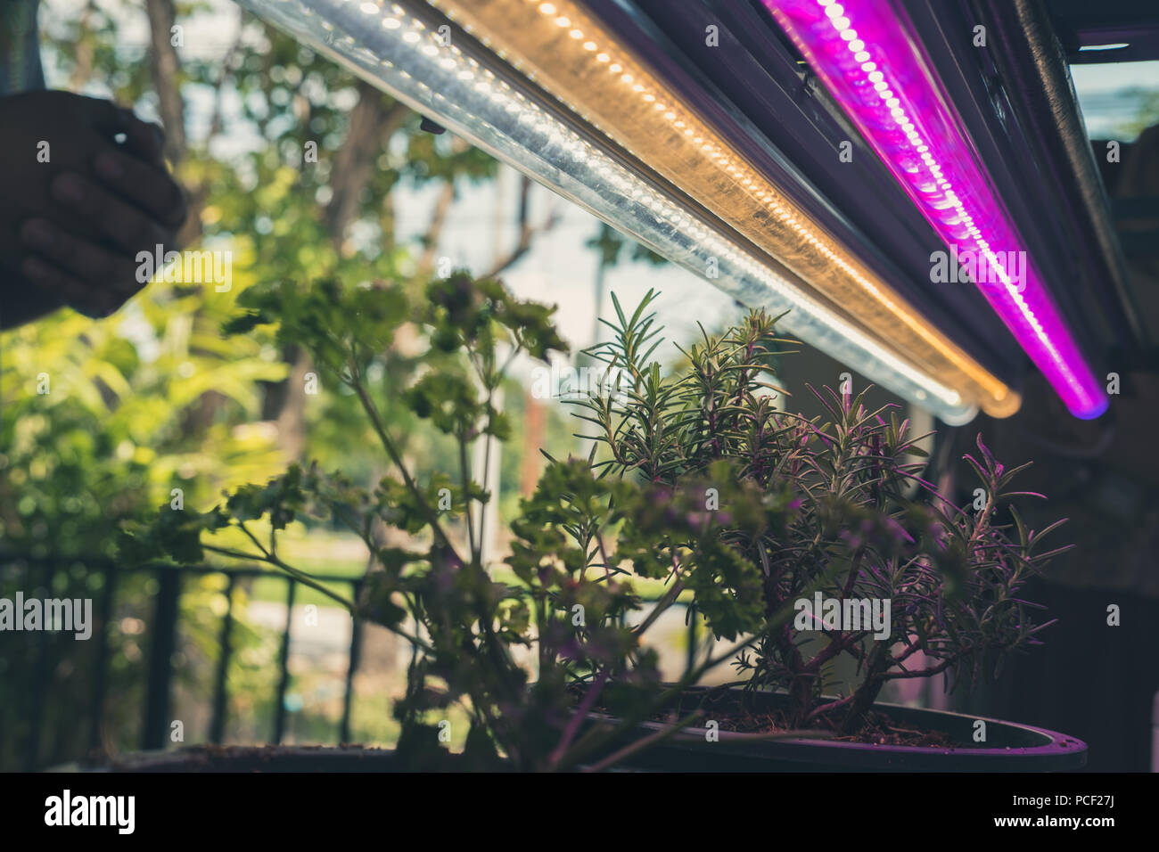 plant growing in smart indoor farm with artificial led light. spectrum