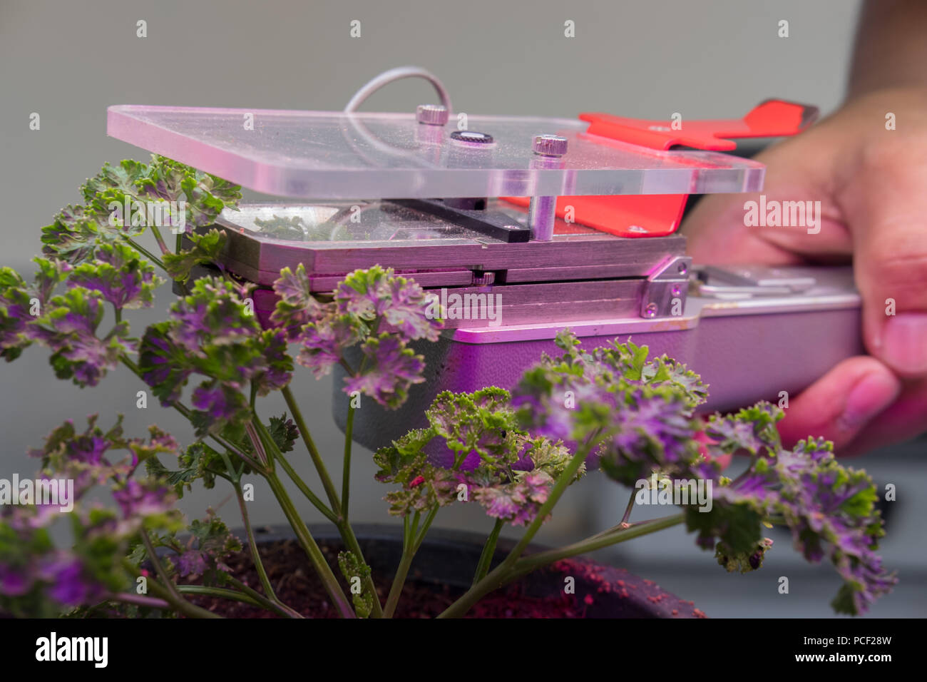 carbon dioxide measuring device for measuring photosynthesis of plant