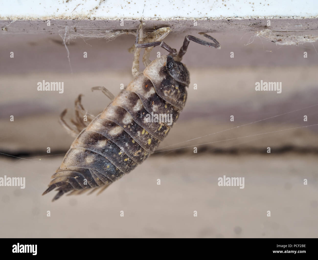 Woodlouse exoskeleton attached to a building wall Stock Photo