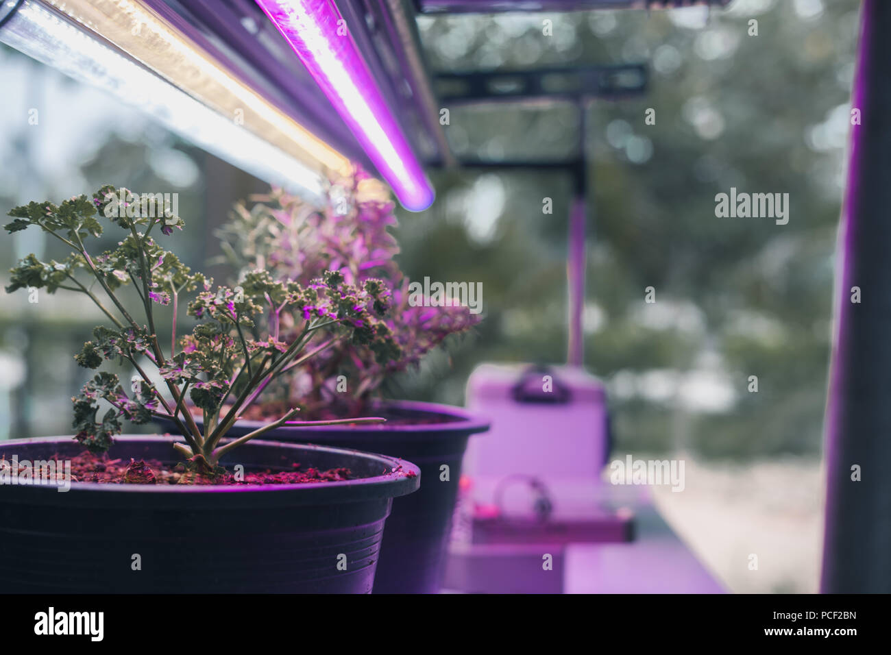 plant growing in smart indoor farm with artificial led light. spectrum