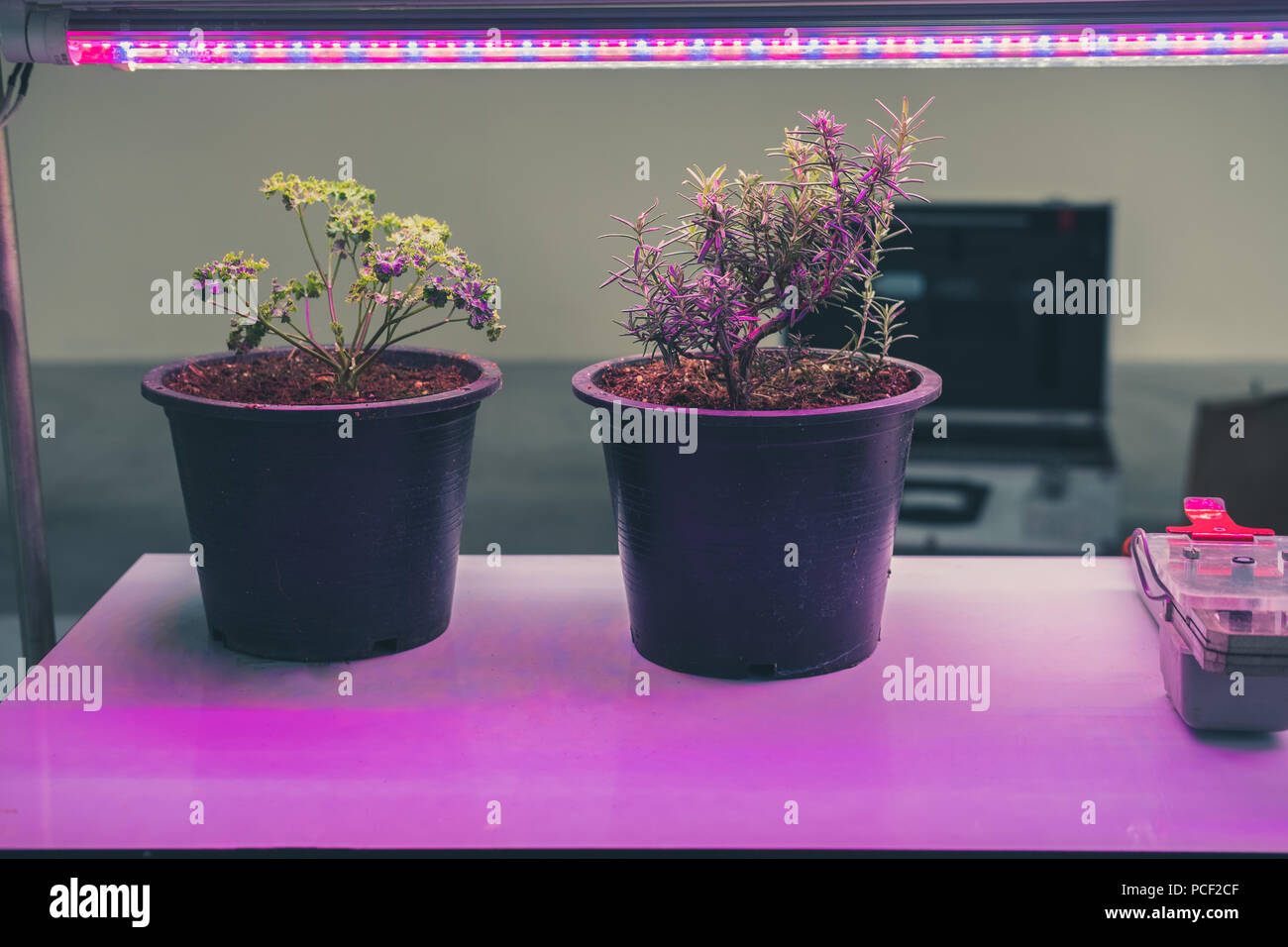 plant growing in smart indoor farm with artificial led light. spectrum phyto lamp for seedling