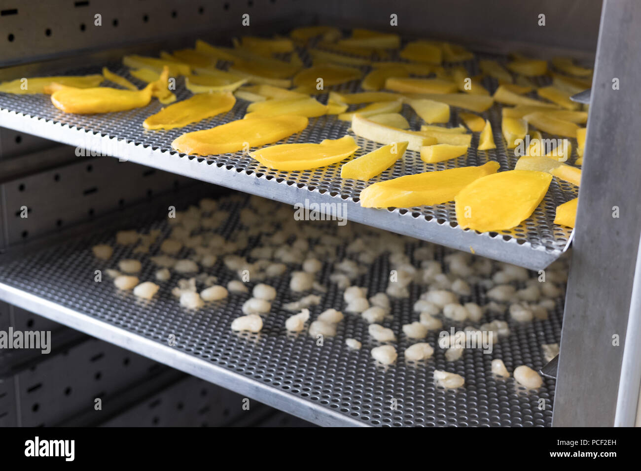 tropical fruit drying in hot air oven. dried mango, longan on stainless