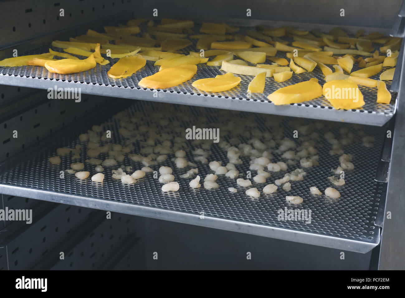 tropical fruit drying in hot air oven. dried mango, longan on stainless