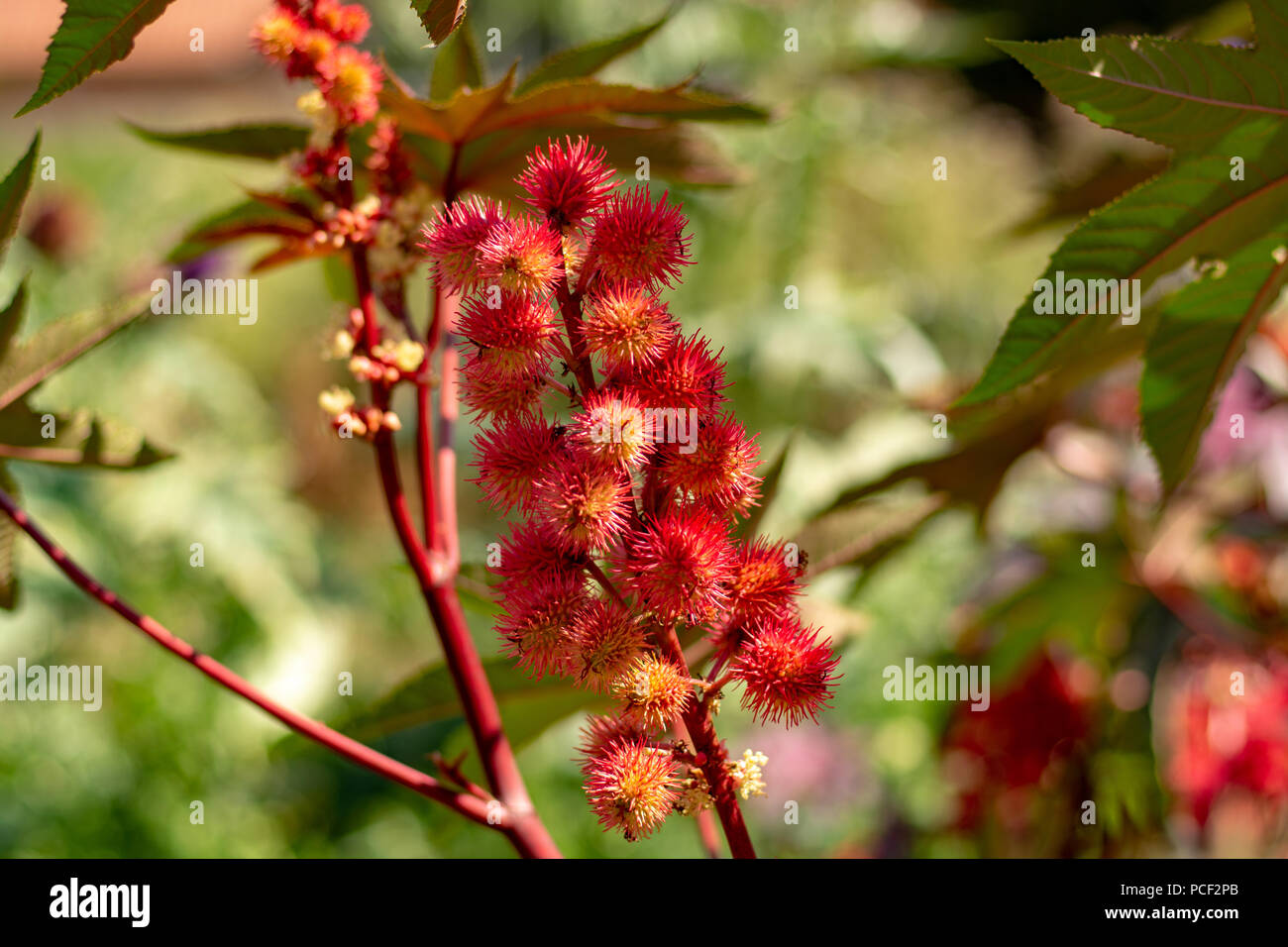 Ricinus communis or castor bean poisoning and medical plant, source of castor oil Stock Photo