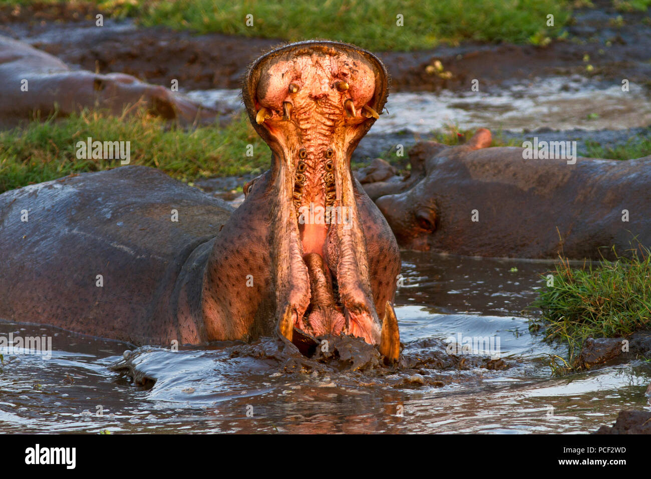 Displaying Teeth High Resolution Stock Photography And Images Alamy