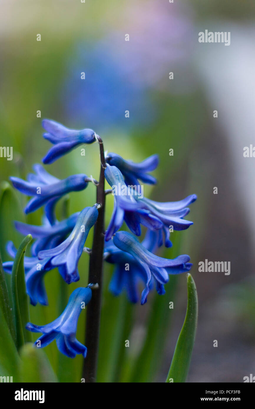 blue hyacinth flowers in a garden Stock Photo - Alamy