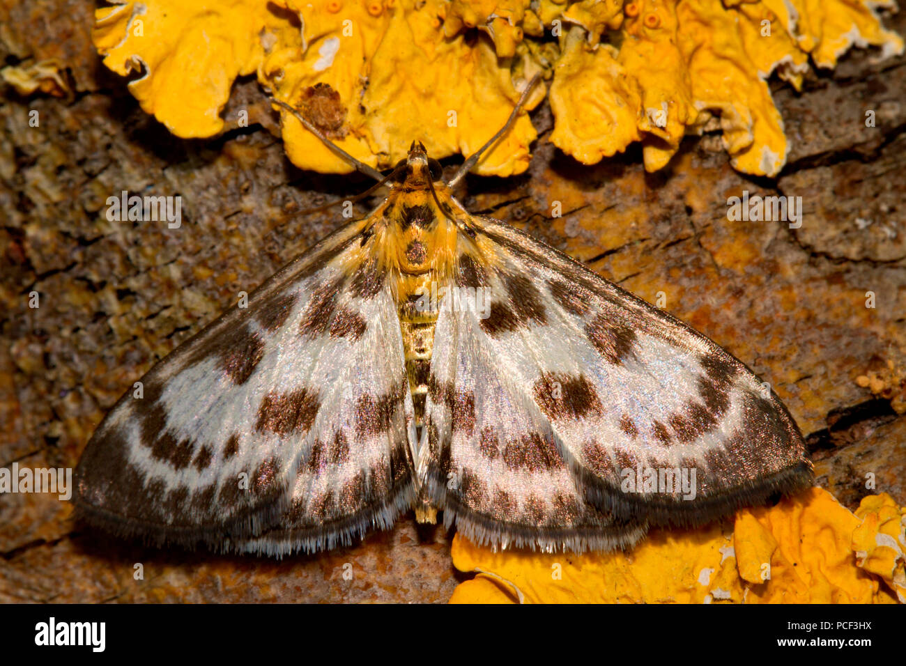 small magpie moth, (Anania hortulata, Eurrhypara hortulata) Stock Photo