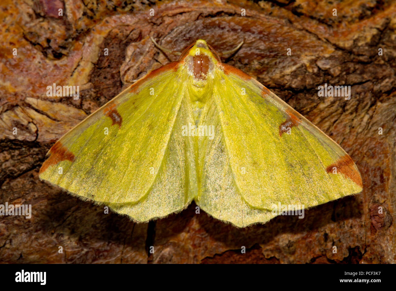 brimstone moth, (Opisthograptis luteolata) Stock Photo
