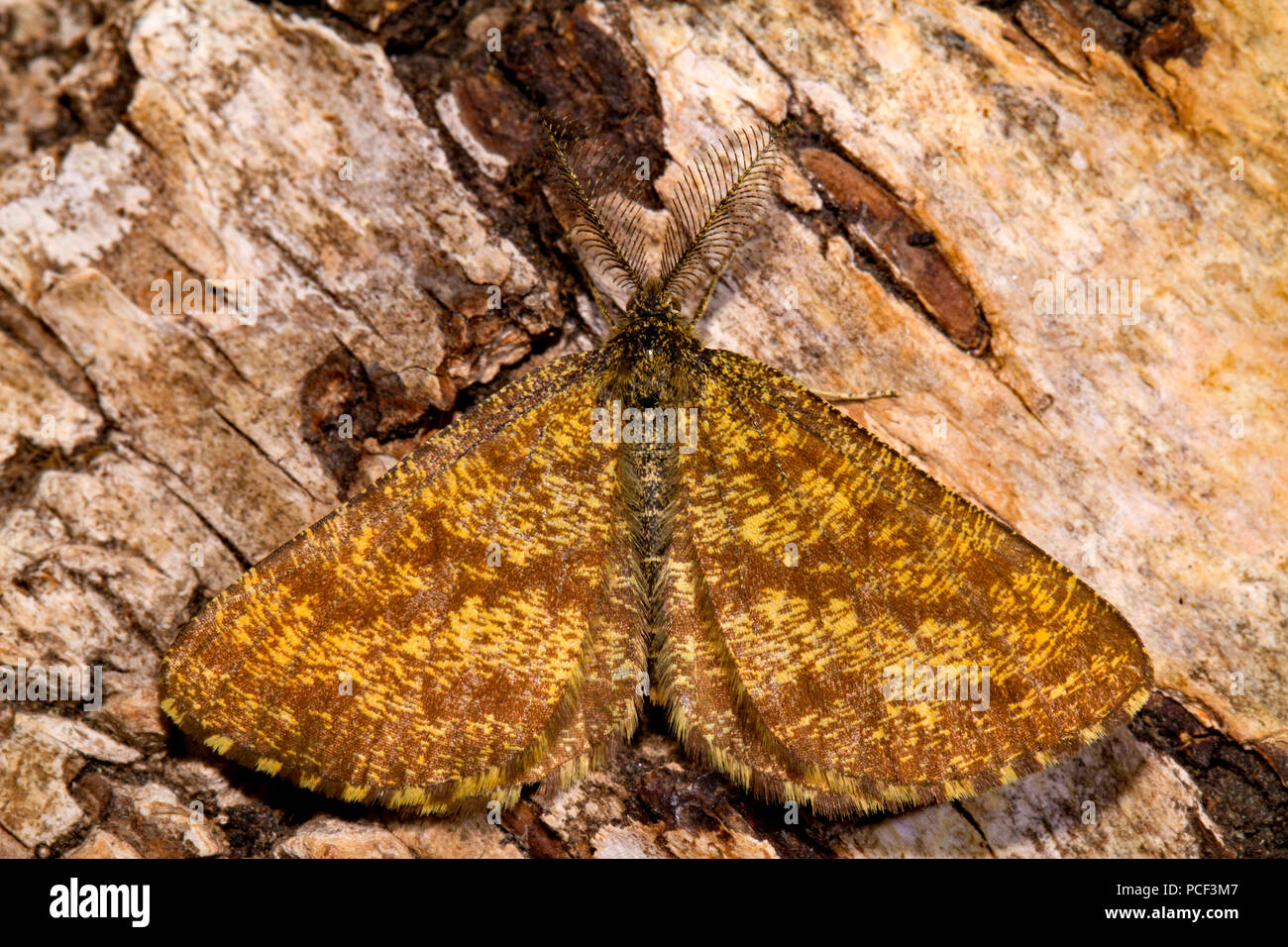 common heath moth, (Ematurga atomaria) Stock Photo
