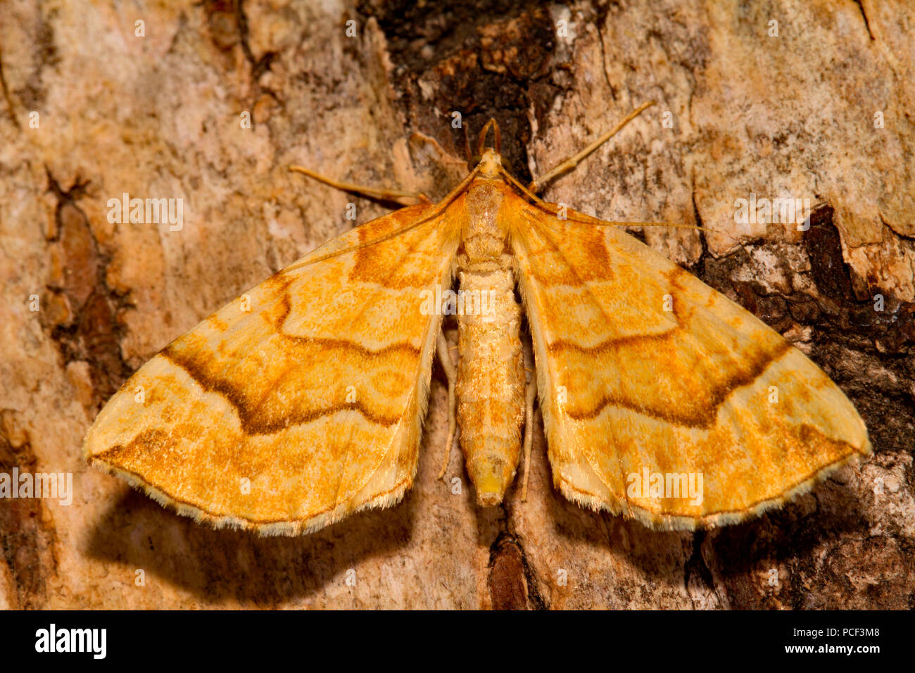 https://c8.alamy.com/comp/PCF3M8/spinach-moth-eulithis-mellinata-PCF3M8.jpg
