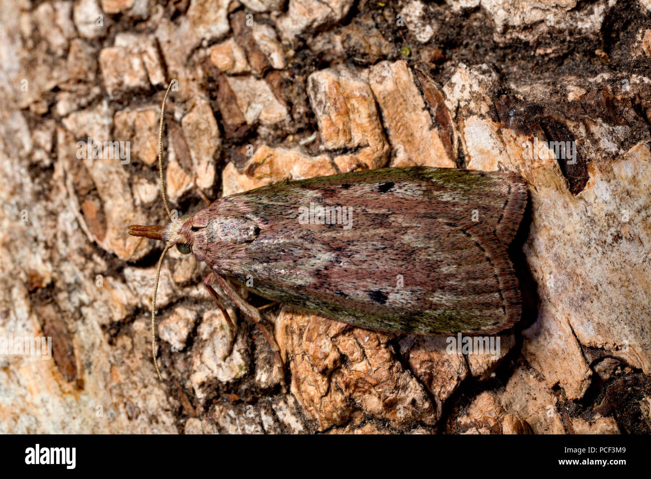 bee moth, (Aphomia sociella) Stock Photo