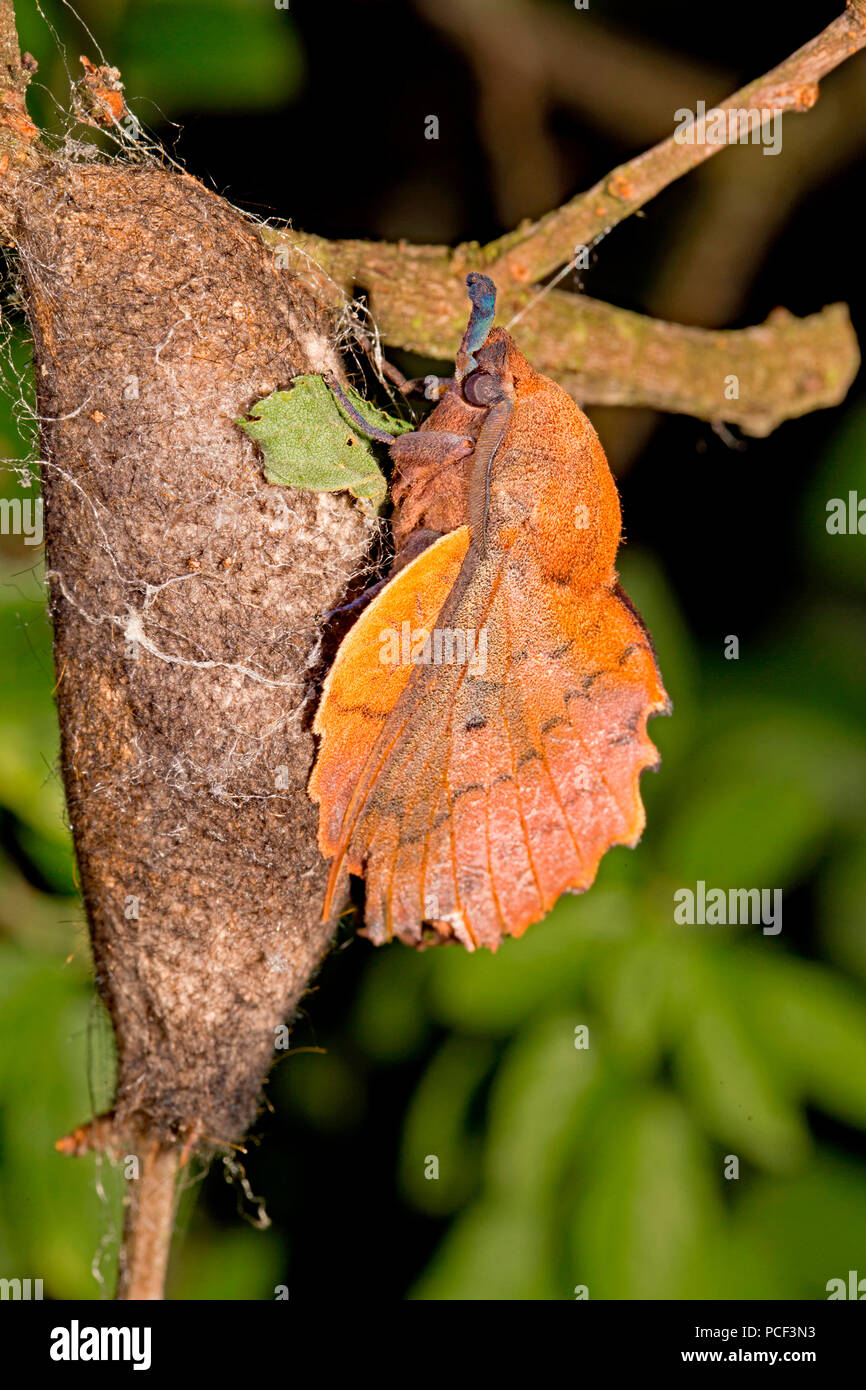 lappet moth, cocoon, (Gastropacha quercifolia) Stock Photo