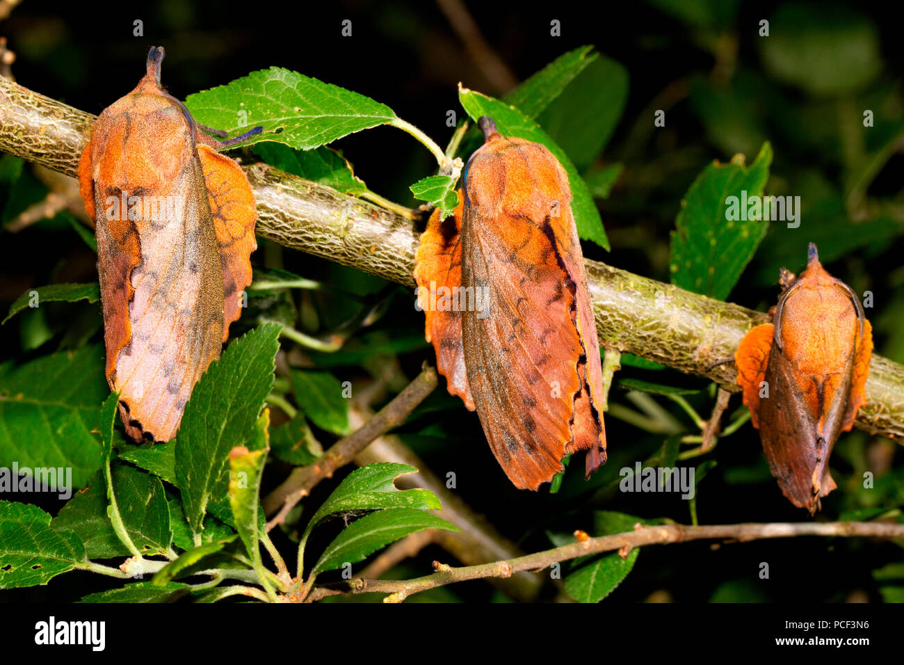 lappet moth, (Gastropacha quercifolia) Stock Photo