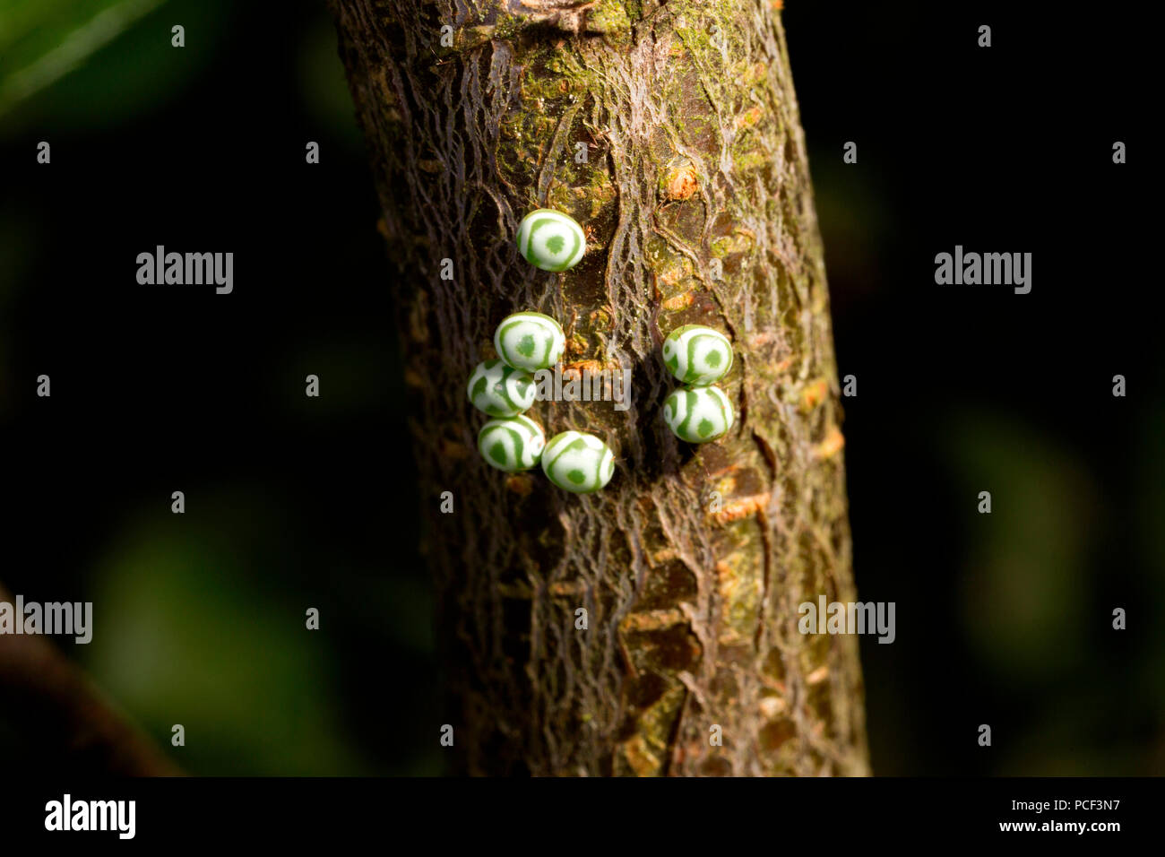 lappet moth, eggs, (Gastropacha quercifolia) Stock Photo