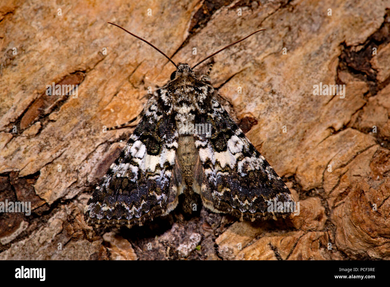 varied coronet moth, (Hadena compta) Stock Photo