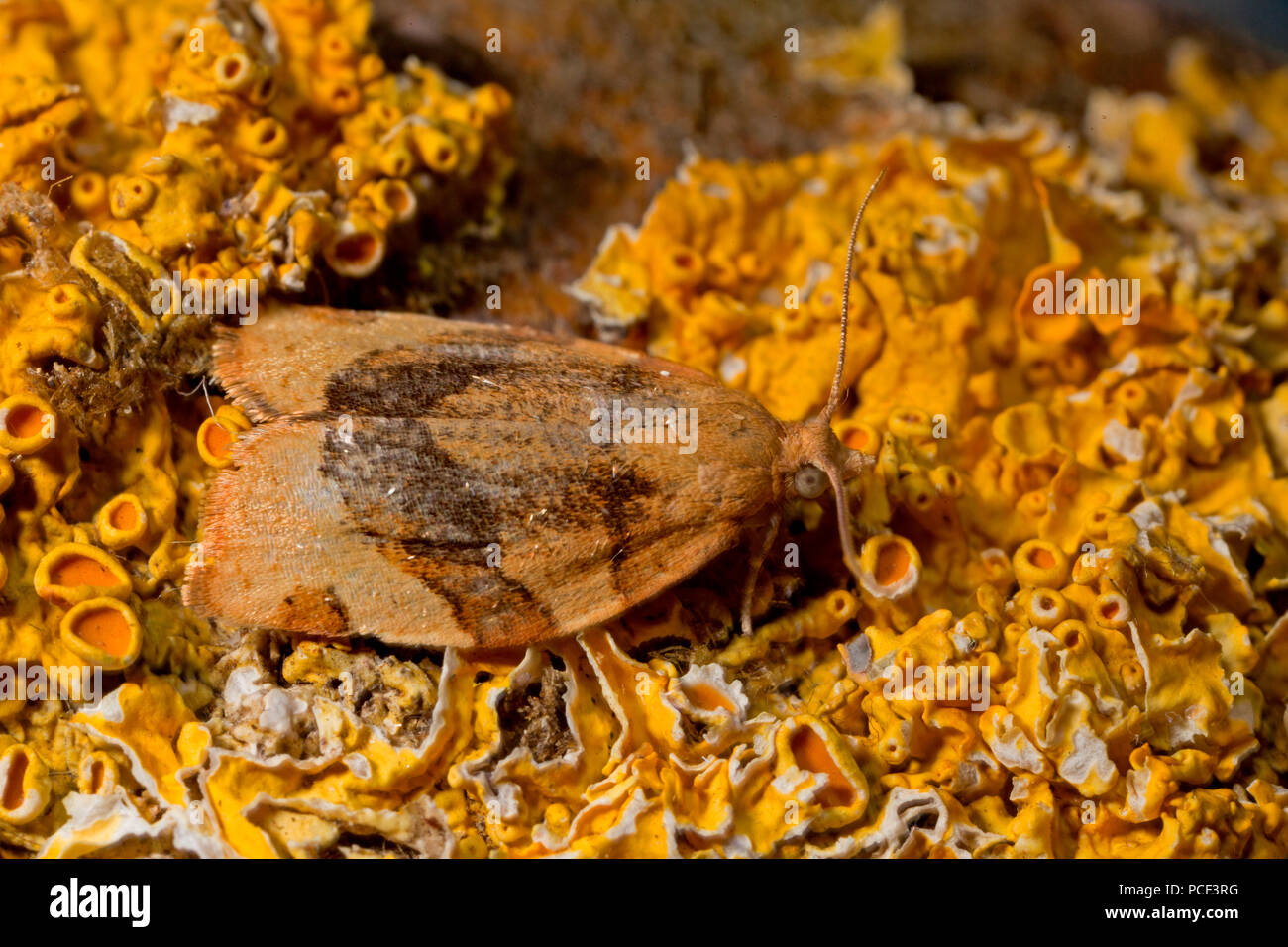 barred fruit-tree tortrix moth, (Pandemis cerasana) Stock Photo