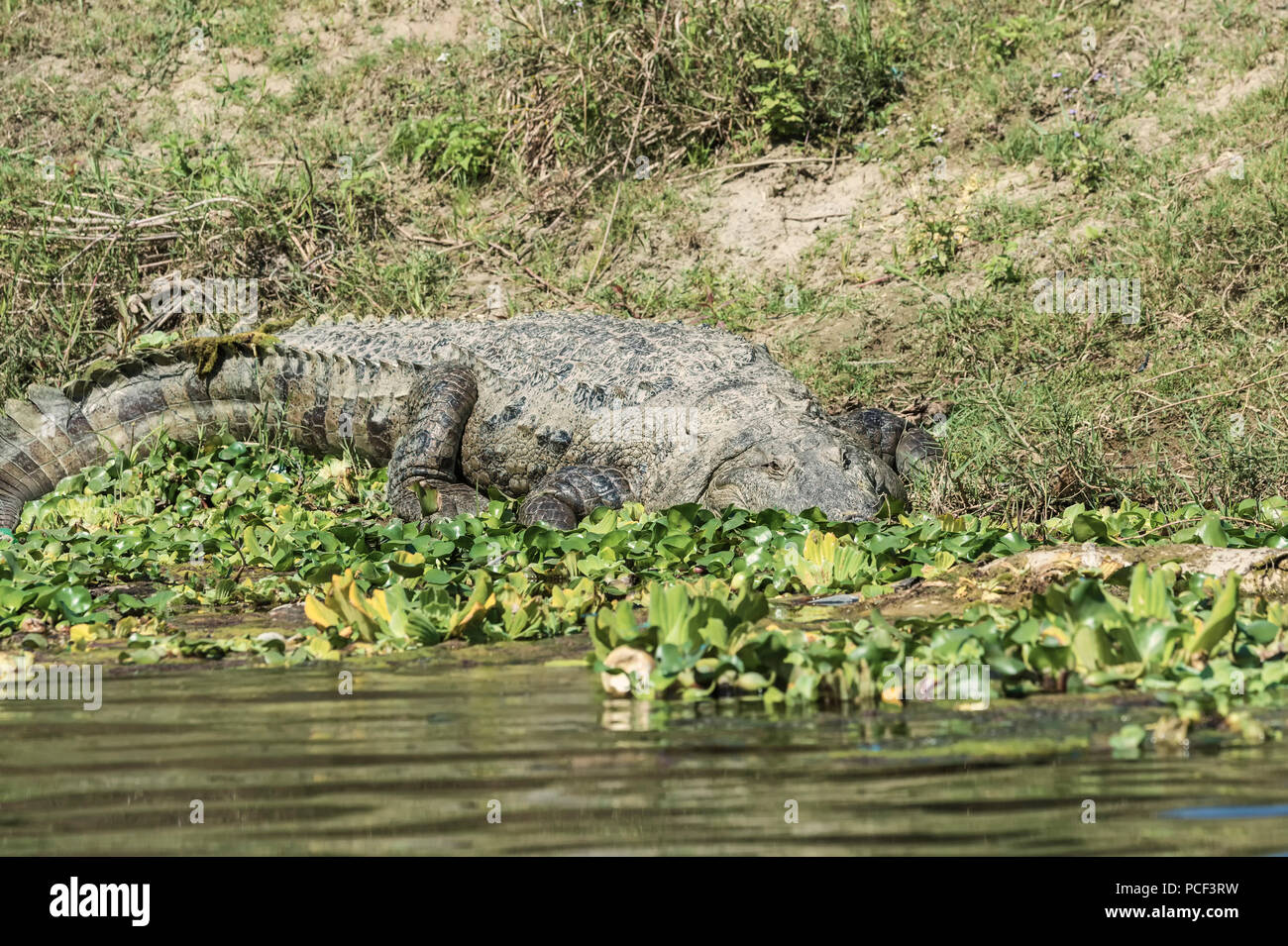 Mugger crocodile (Crocodylus palustris) or Marsh Crocodile on a riverbank, Chitwan National Park, UNESCO World Heritage Site, Nepal Stock Photo
