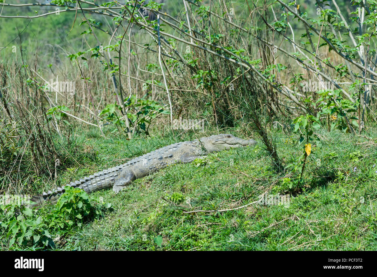 Mugger crocodile (Crocodylus palustris) or Marsh Crocodile on a riverbank, Chitwan National Park, UNESCO World Heritage Site, Nepal Stock Photo
