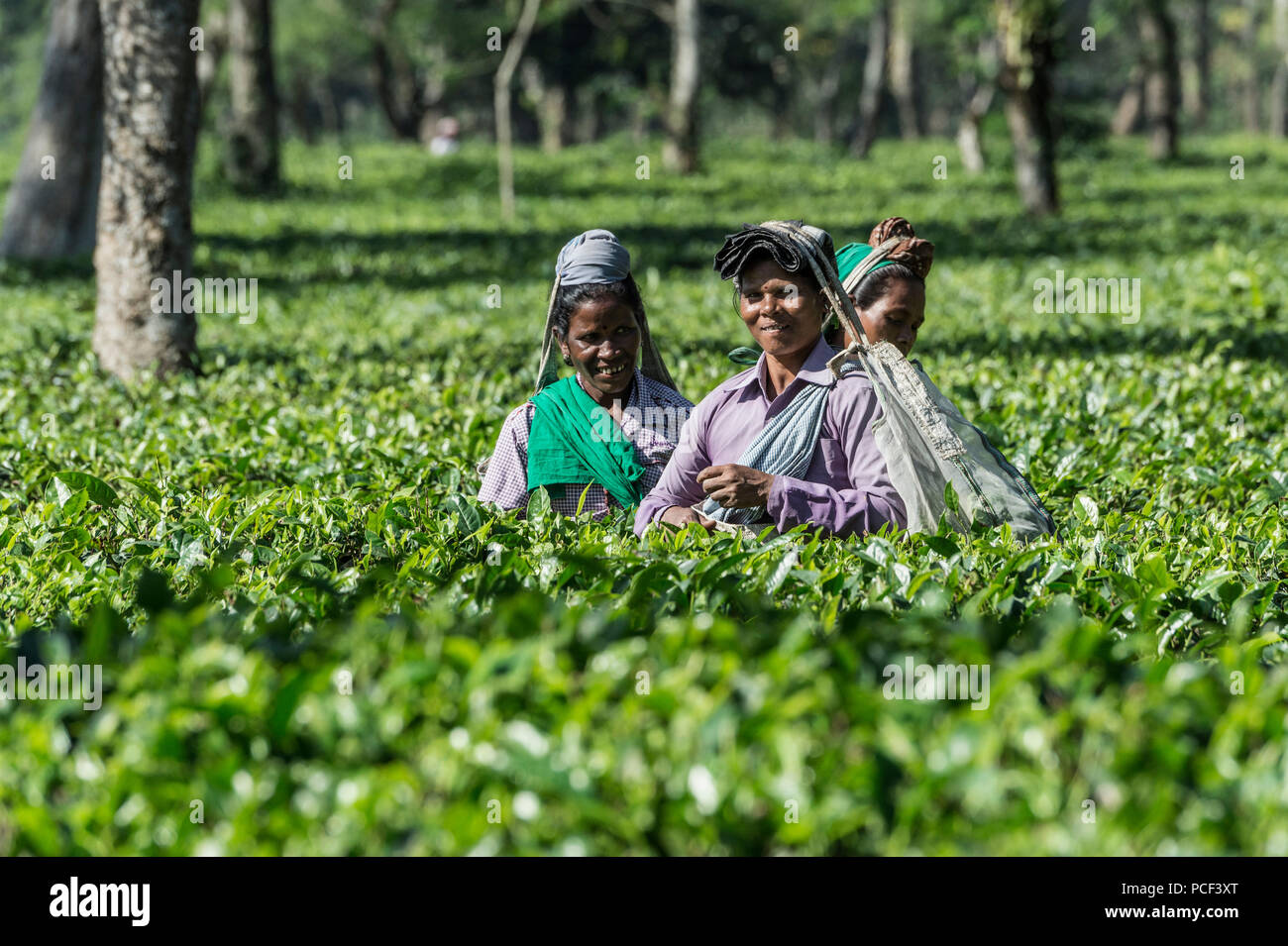Indian women picking tea leaves, For editorial Use only, Assam, India Stock Photo