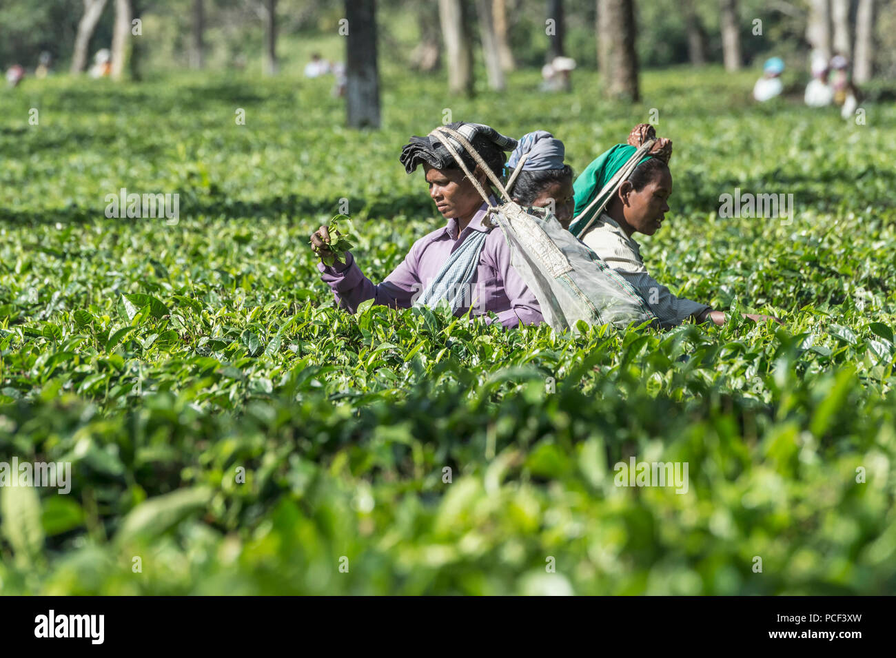 Indian women picking tea leaves, For editorial Use only, Assam, India Stock Photo