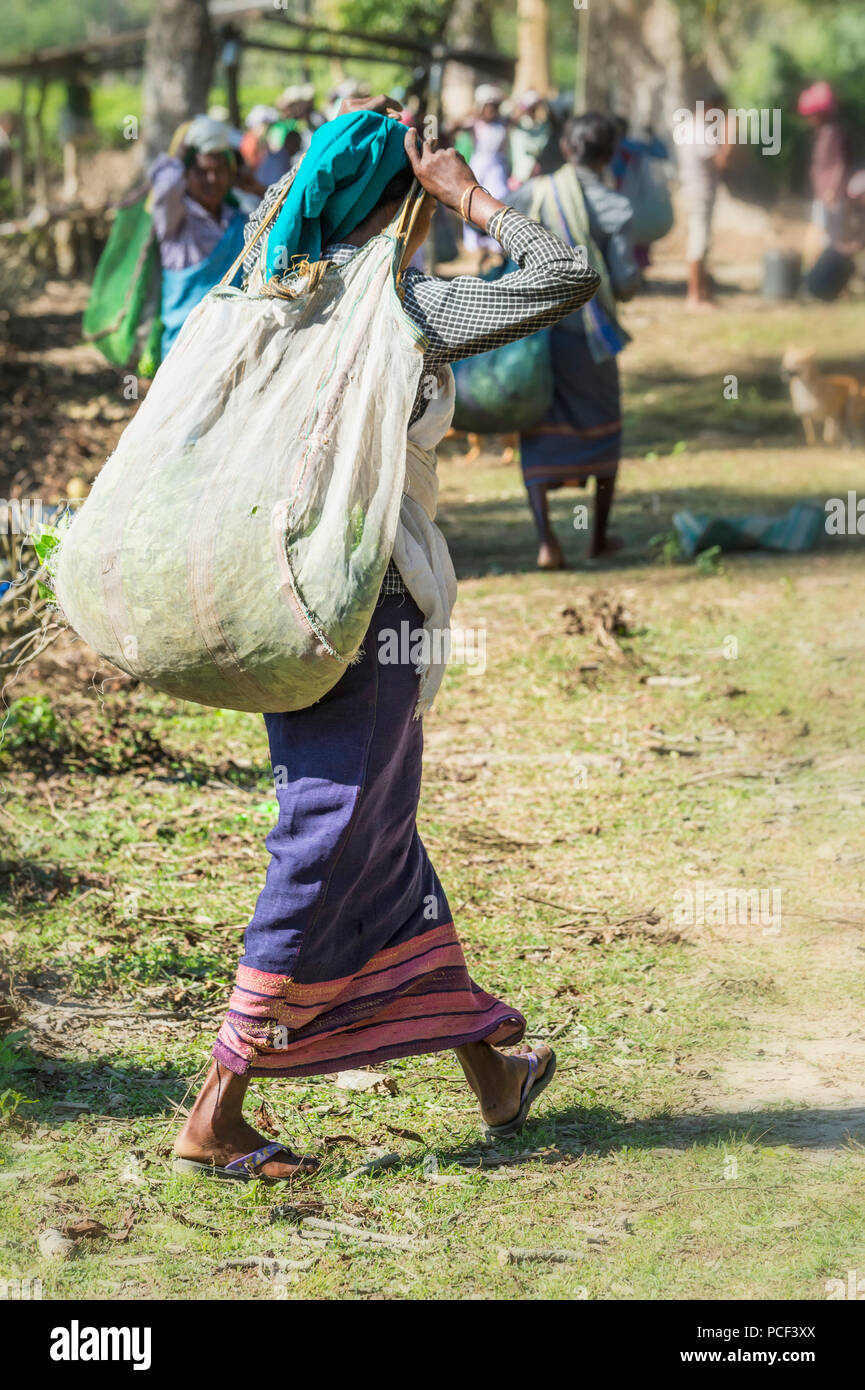 Indian woman carrying on their head a bag filled with tea leaves, For editorial Use only, Assam, India Stock Photo