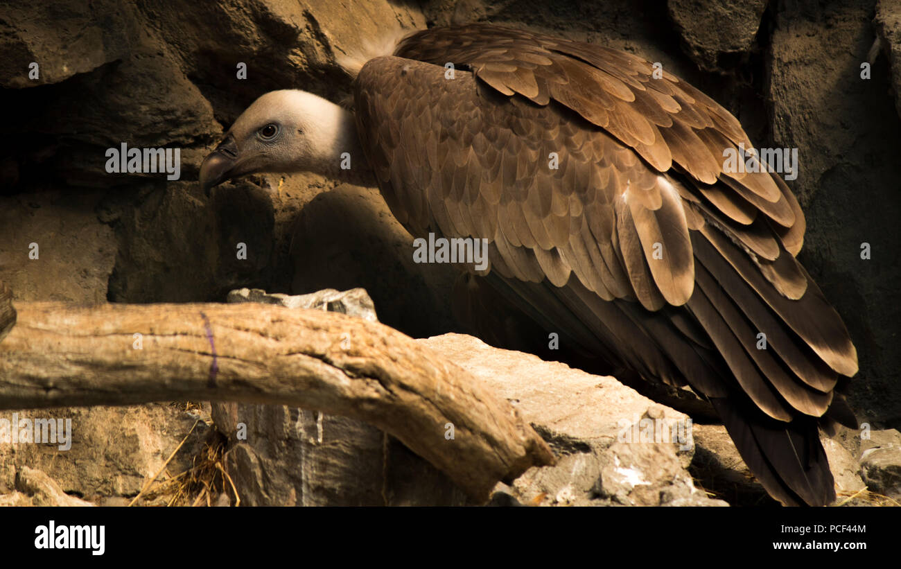 Griffon vulture landed on a rock Stock Photo