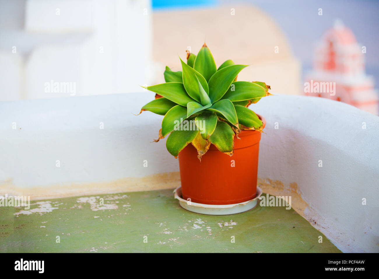 Suculenta hi-res stock photography and images - Alamy