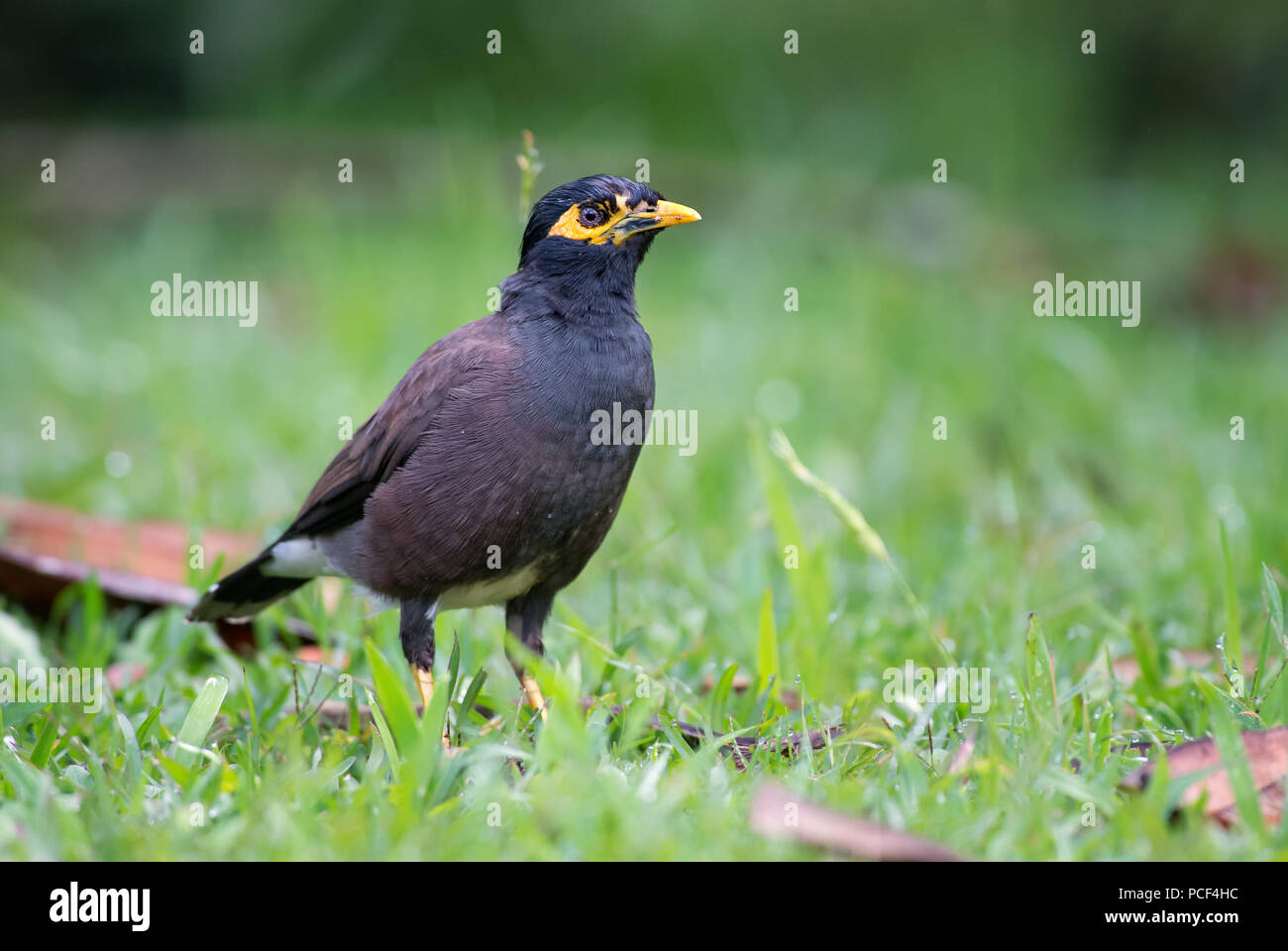 Common Myna - Acridotheres tristis, common perching bird from Asian gardens and woodlands, Sri Lanka. Stock Photo